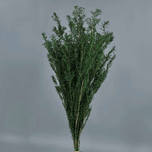 Melaleuca preservada
