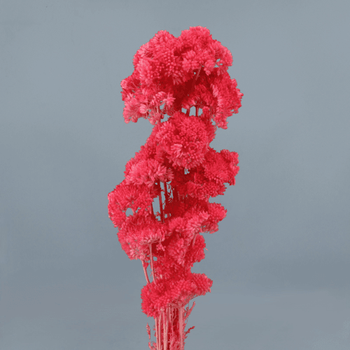 Achillée séchée fuchsia