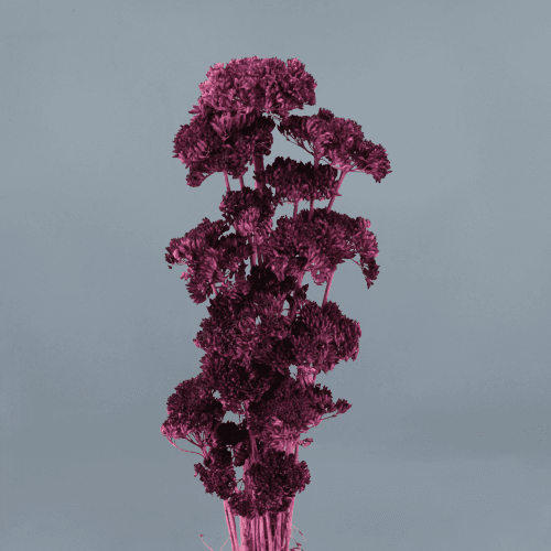Milenrama seca morada