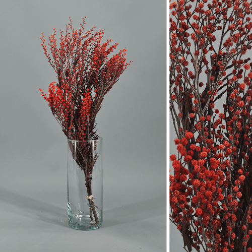 Mimosa preservada roja