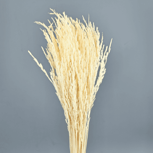 Oriza Seca Blanca