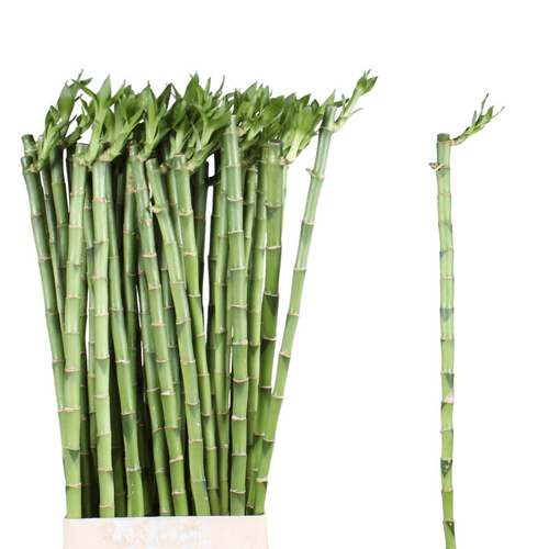 Lucky Bamboo droit
