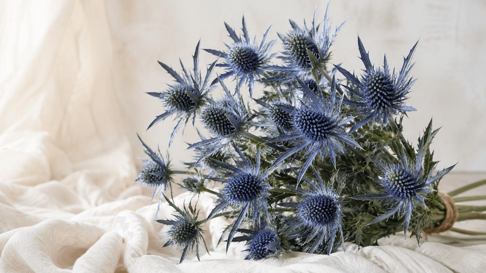 Eryngium (chardon bleu)