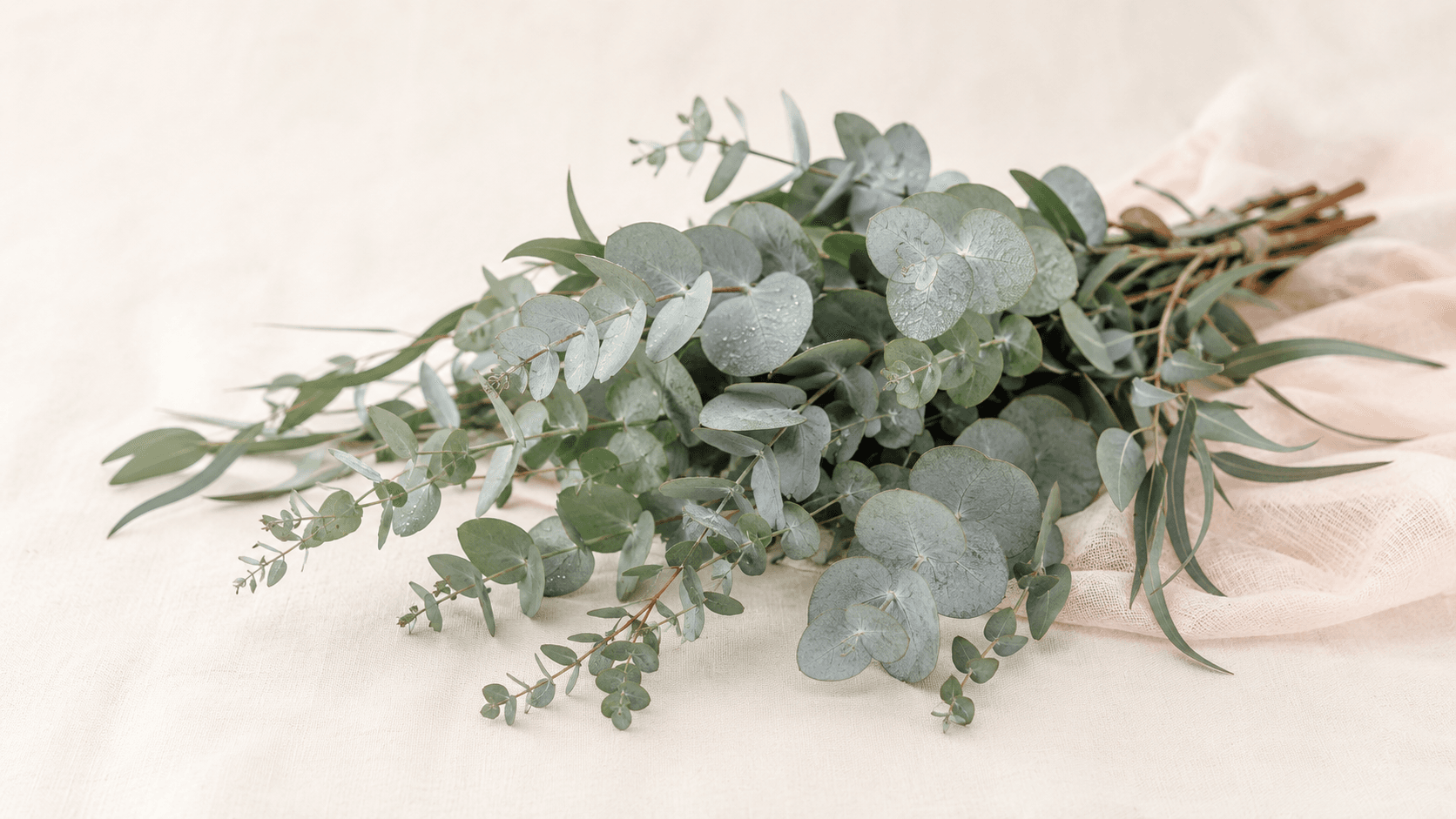 Eucalyptus