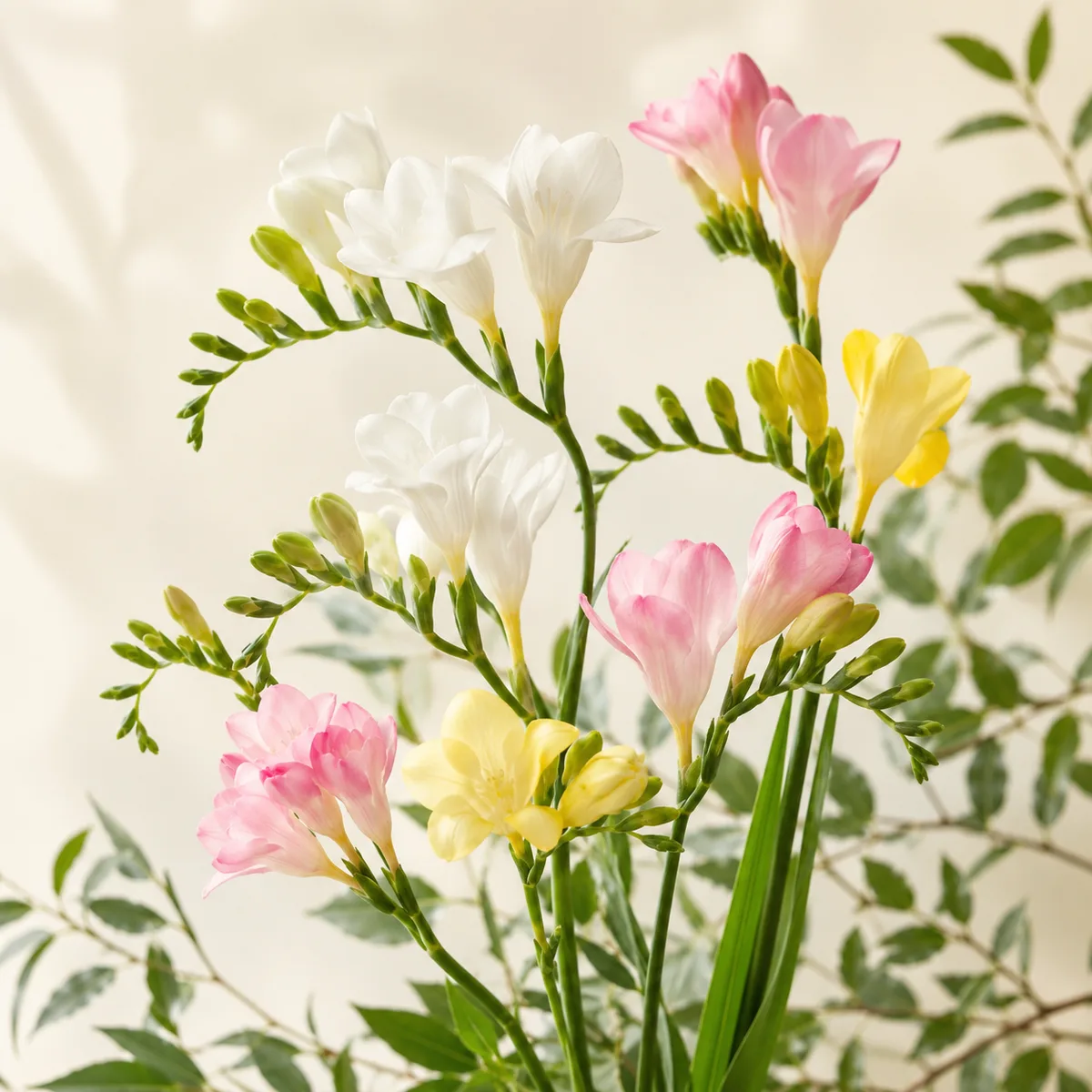 Freesia