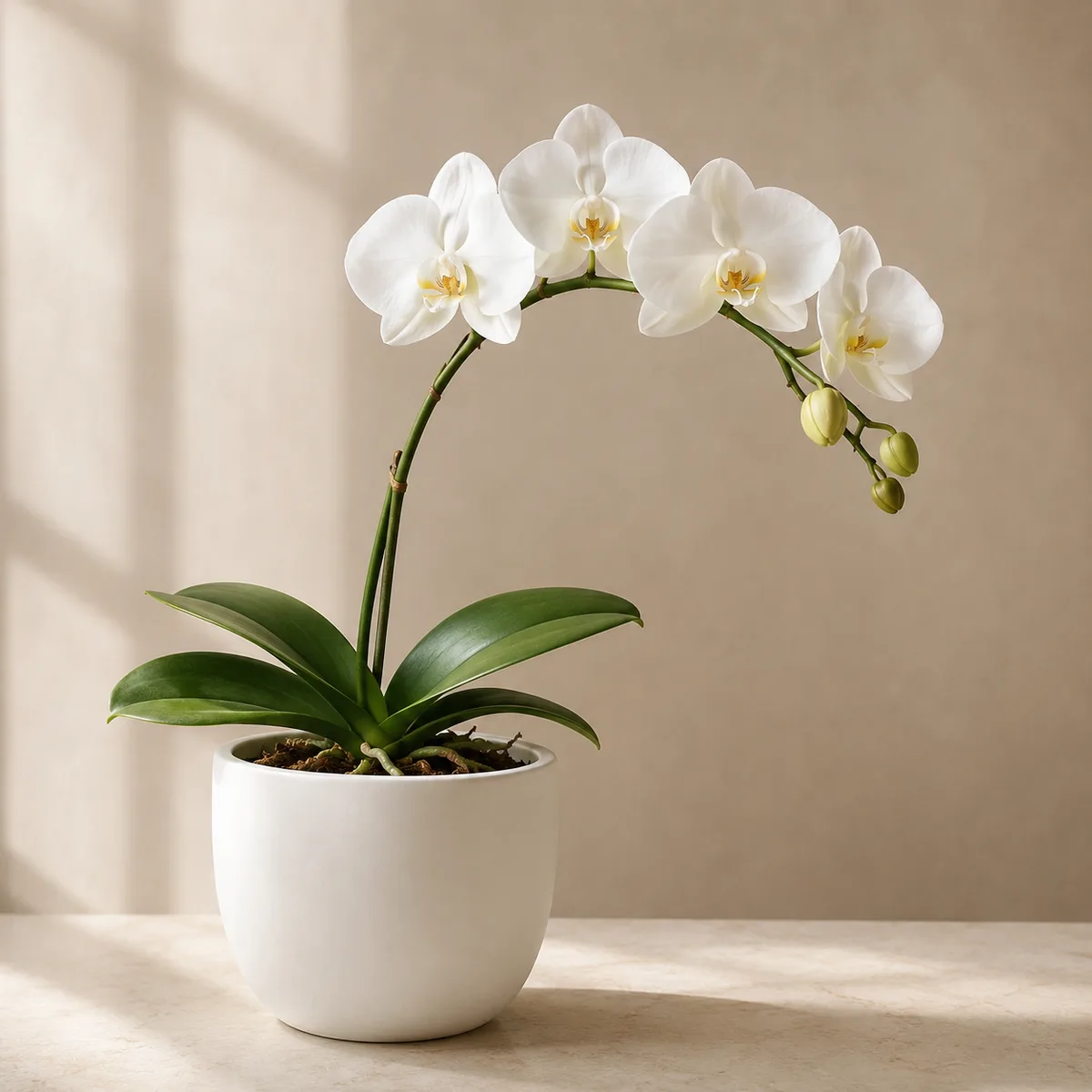 Orchidées et Dendros