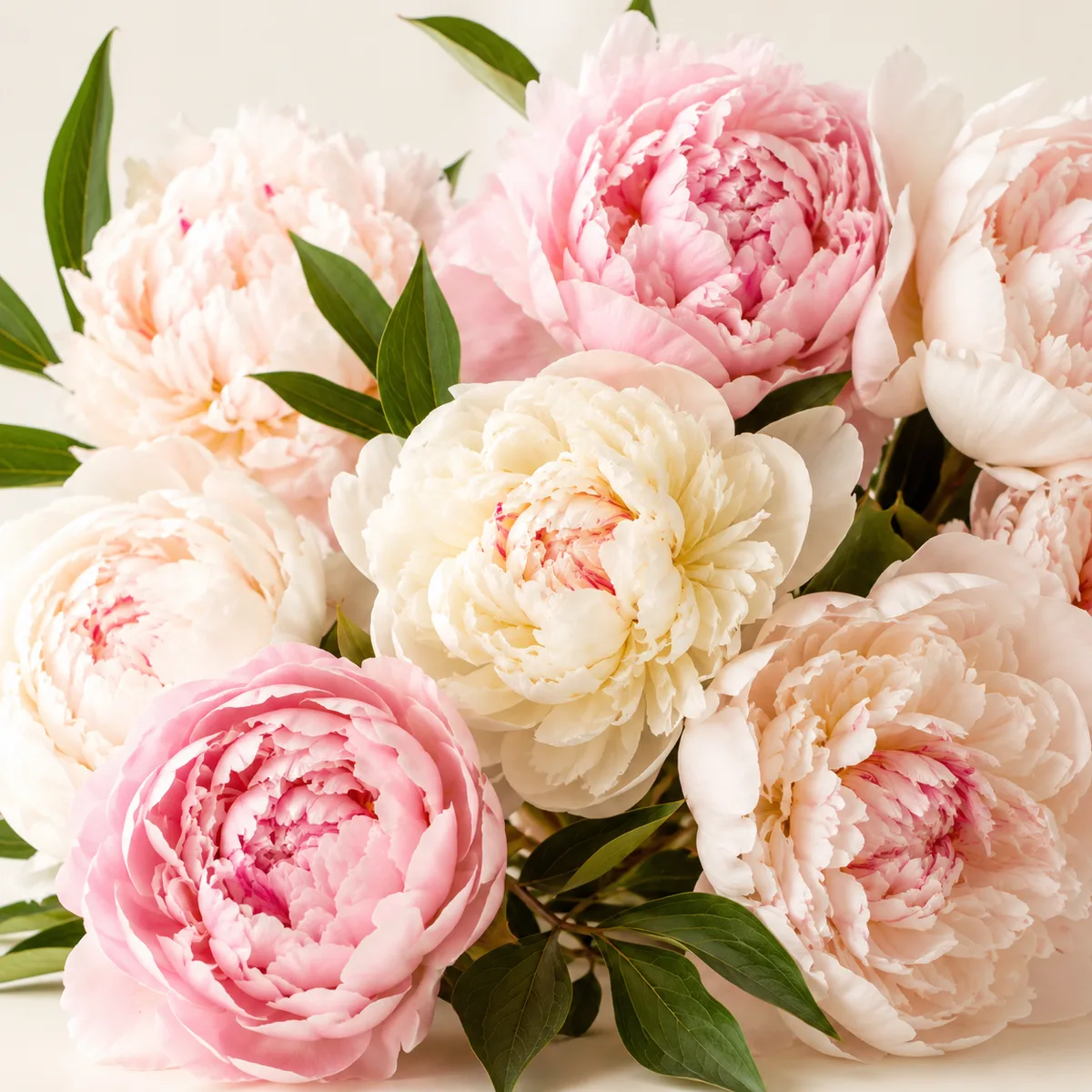 Pivoine