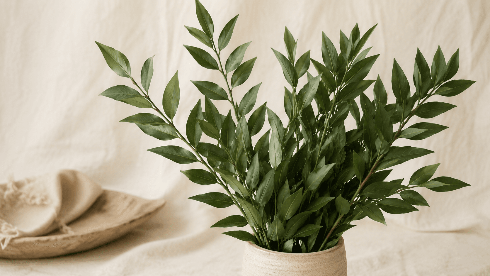 Ruscus Preservado
