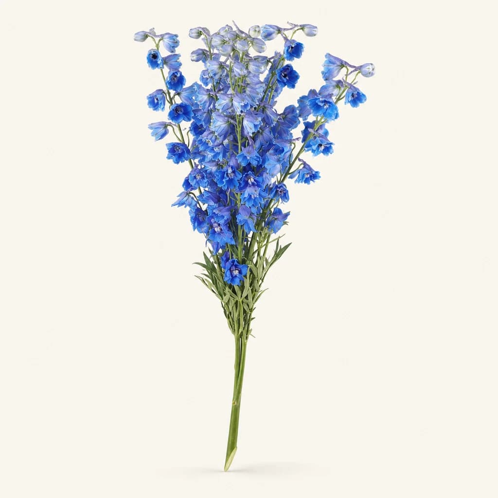 Delphinium Donna bleu