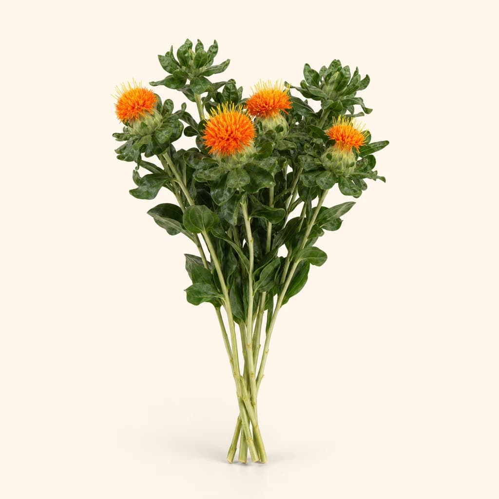 Carthame orange