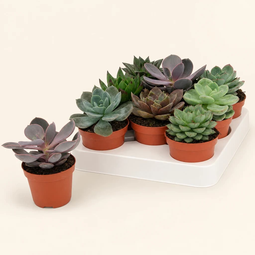Echeveria assortie