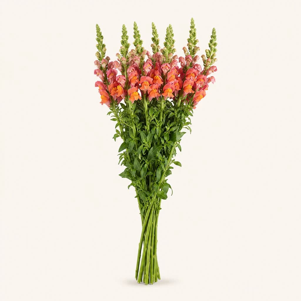 Muflier orange