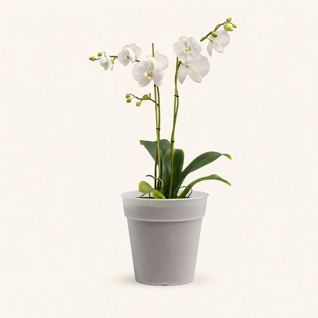 Maceta Madagascar para orquídeas transparente