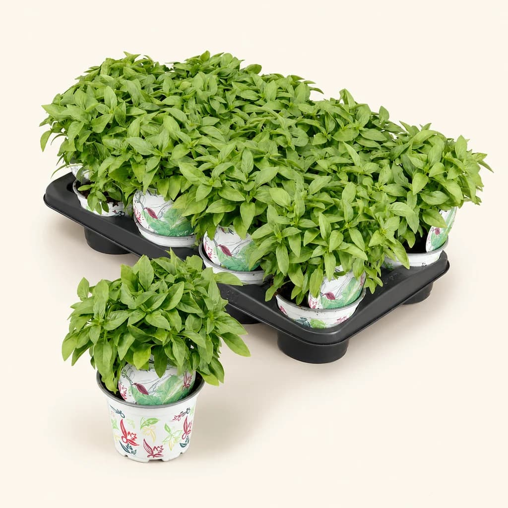 Bouquet de 12 tiges d'Ocimum basilicum (basilic anti-moustiques)
