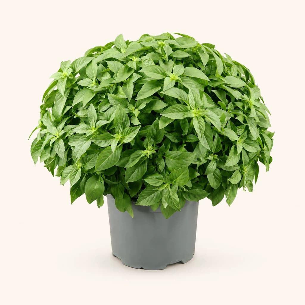 Ramo de 2 tallos de albahaca (Ocimum)