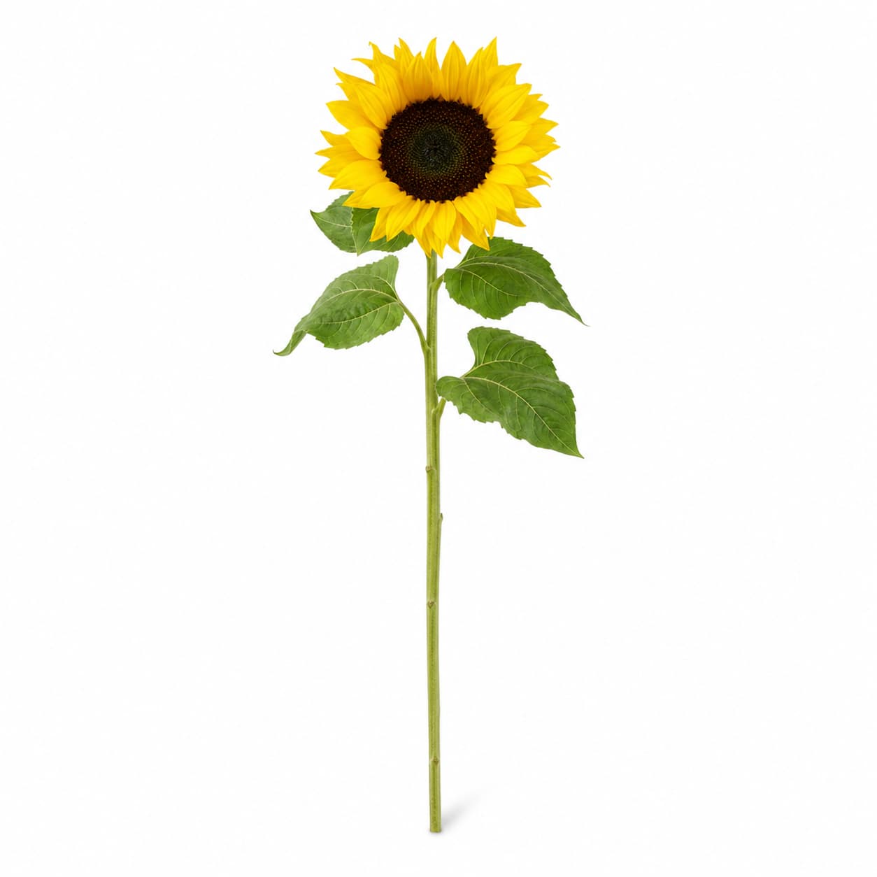 Tournesol Vincent's Choice