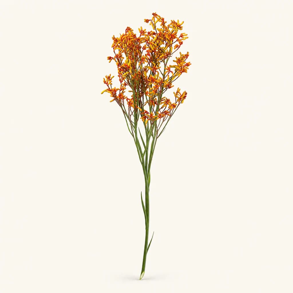 Livraison Anigozanthos Gold Fever (patte de kangourou) jaune