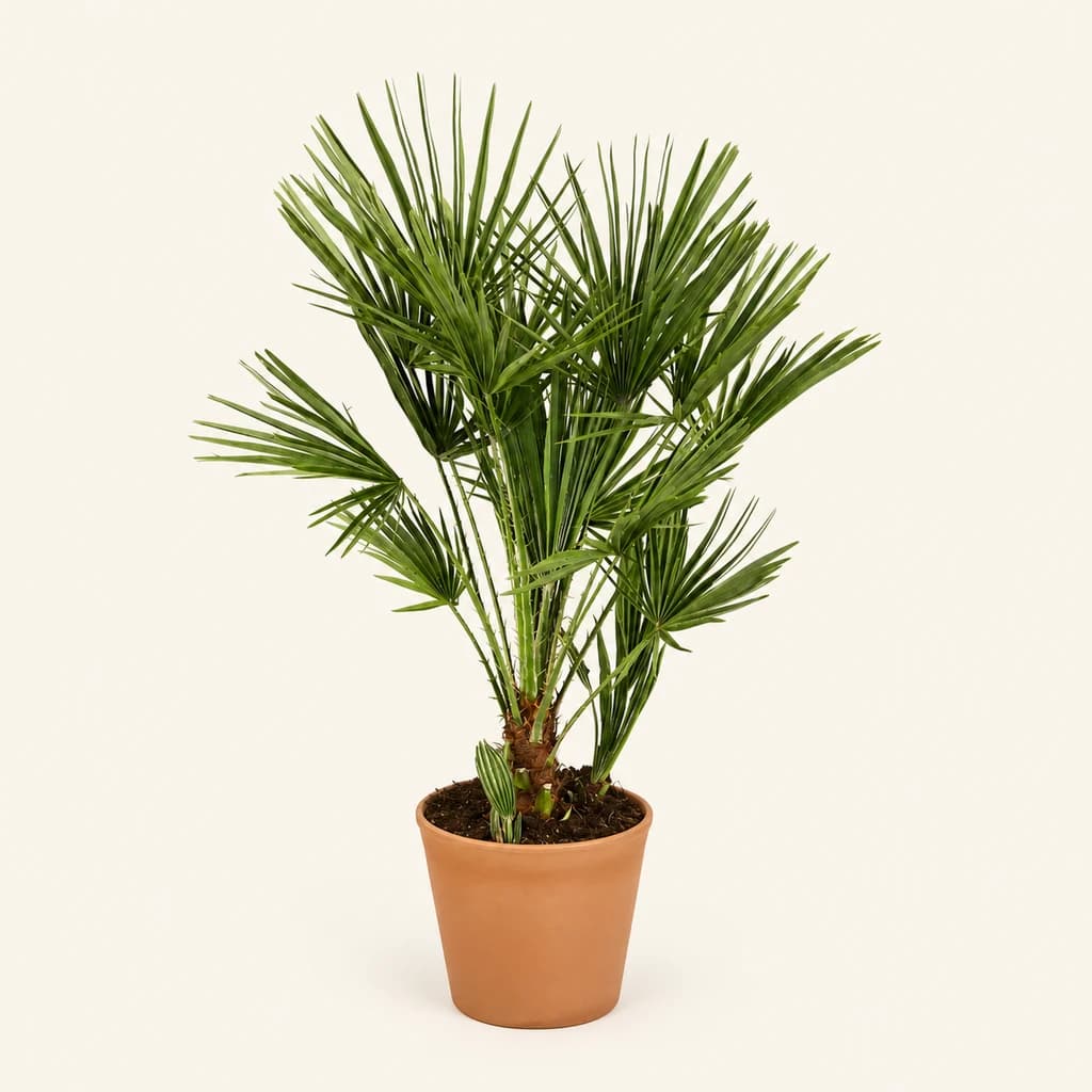 Palmier nain Chamaerops Humilis