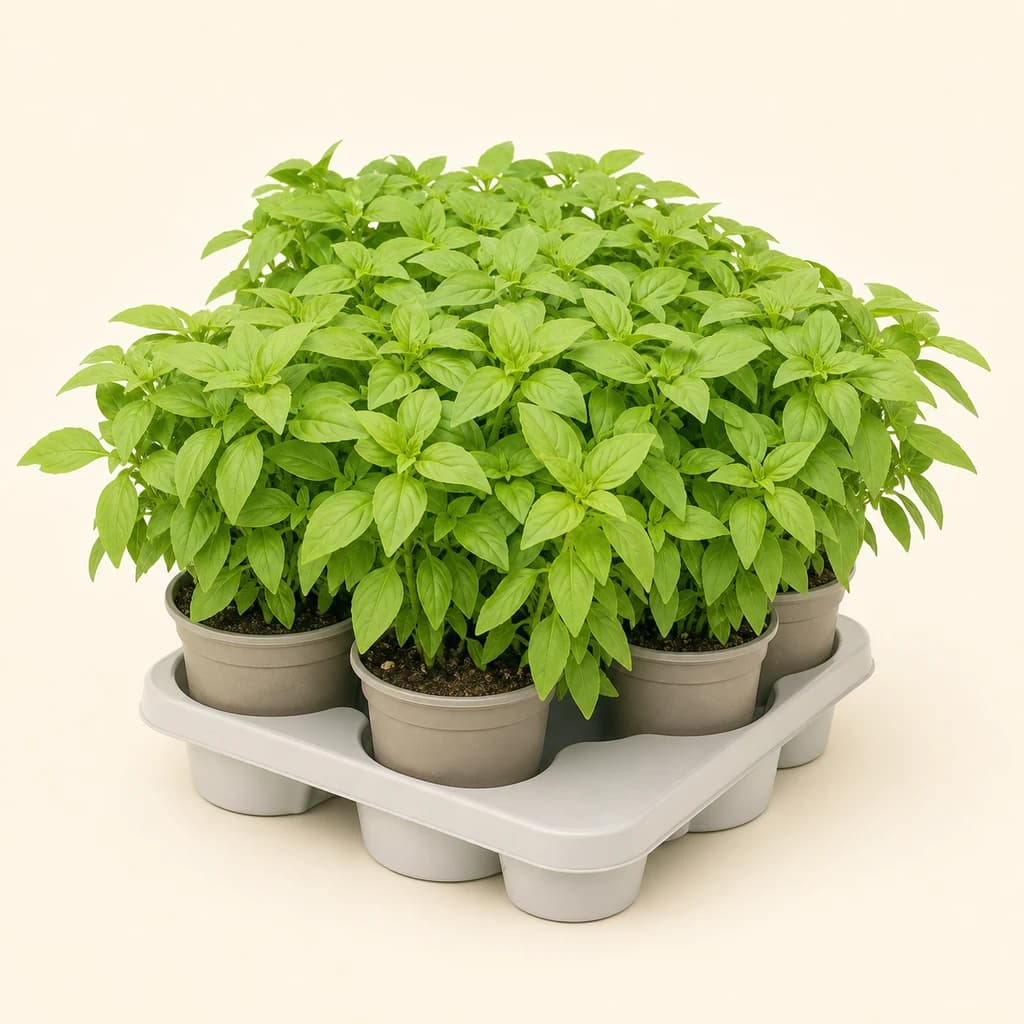 Albahaca Antimosquitos (Ocimum Basilicum) en Maceta