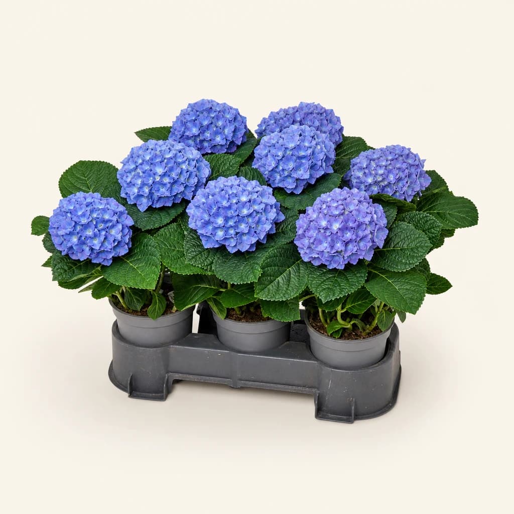 Hortensia Blauer Zwerg azul
