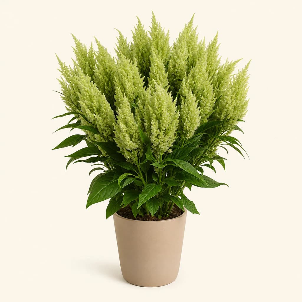 Bouquet de 5 célosies plumeuses vertes Sunday Green