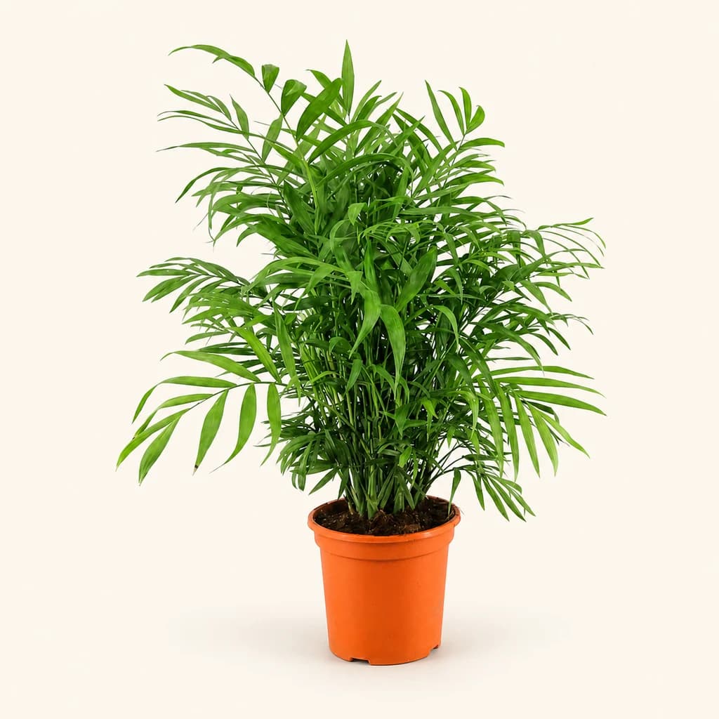 Chamaedorea Élégante