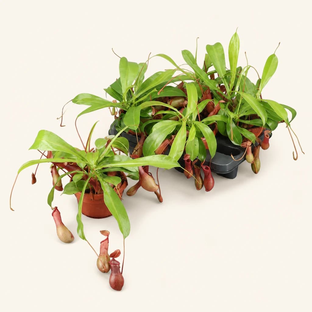Nepenthes Monkey Jars colgante verde