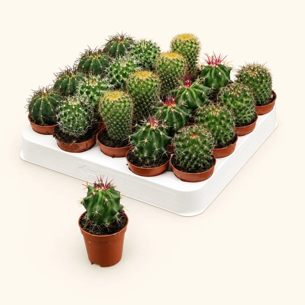 Lot de 20 cactus sphériques assortis (Cactaceae) 15 cm