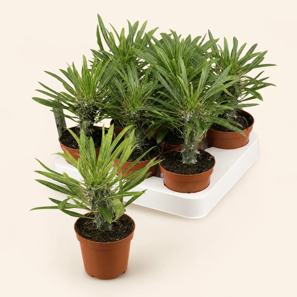 Pack de 8 Pachypodium lamerei (palmier de Madagascar) 15 cm