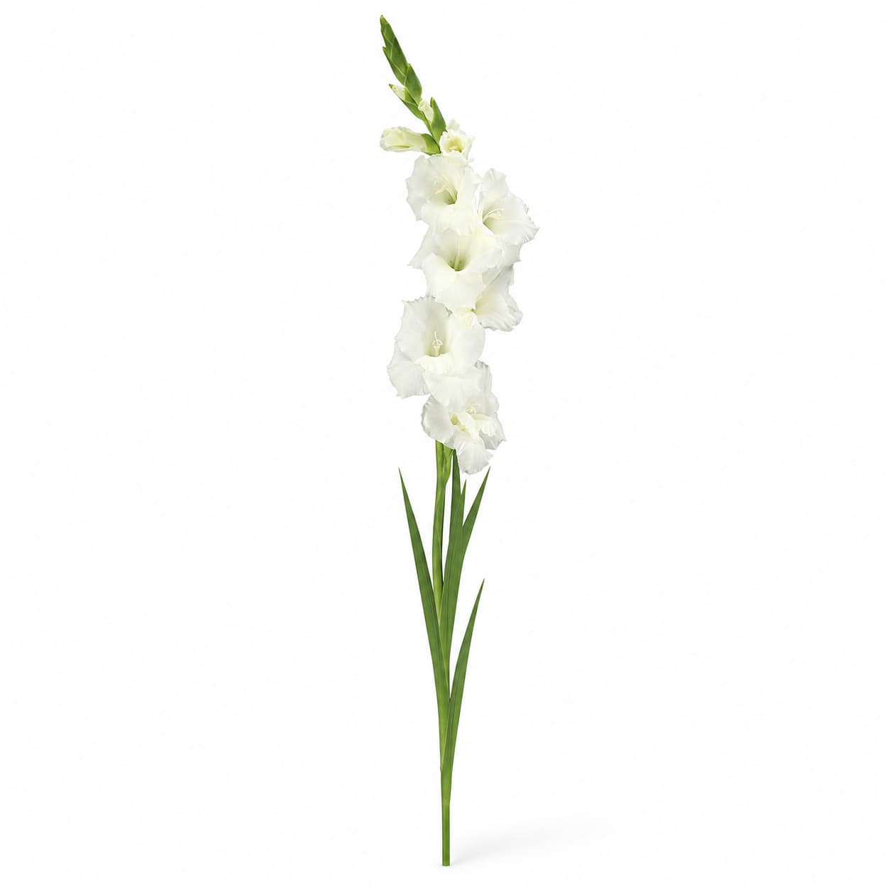 Ramo de gladiolos blancos (Gladiolus)