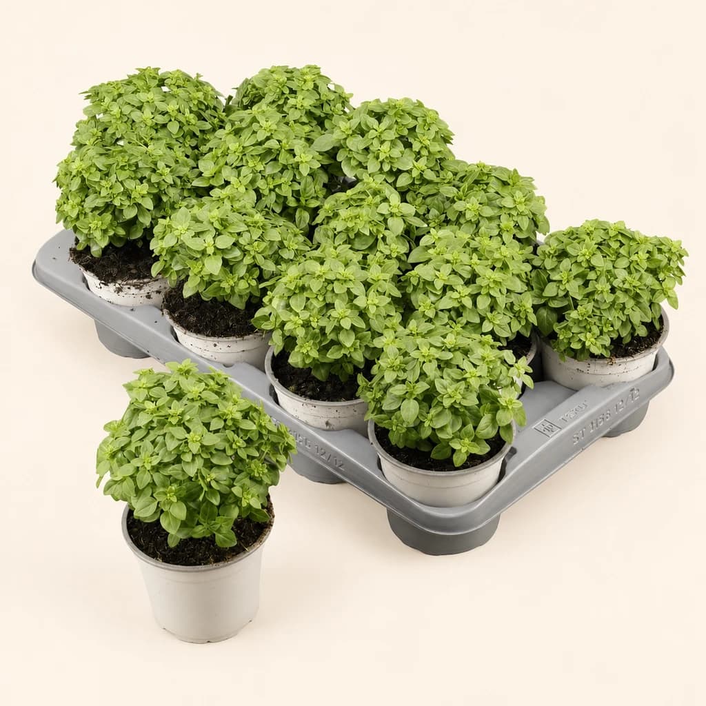 Manojo de 12 tallos de albahaca italiana (Ocimum basilicum)