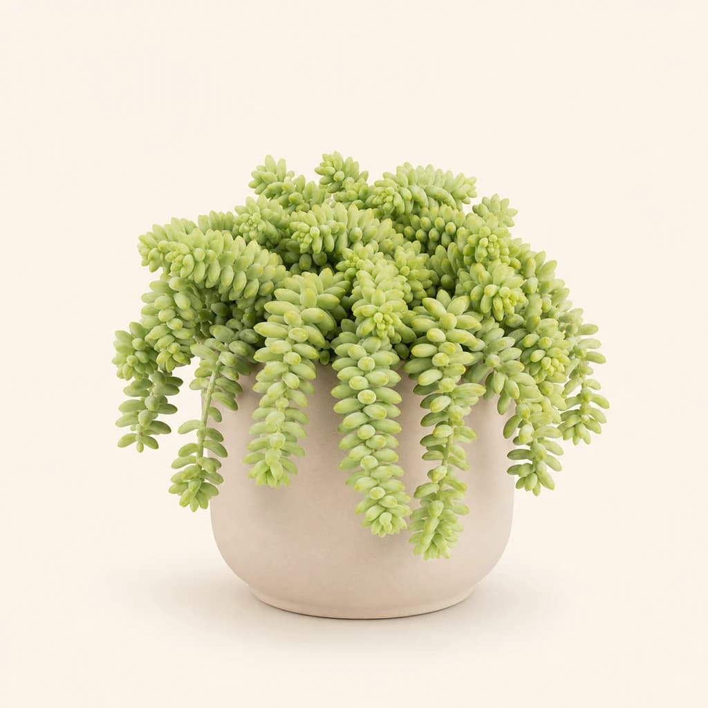 Sedum Burrito Retombant