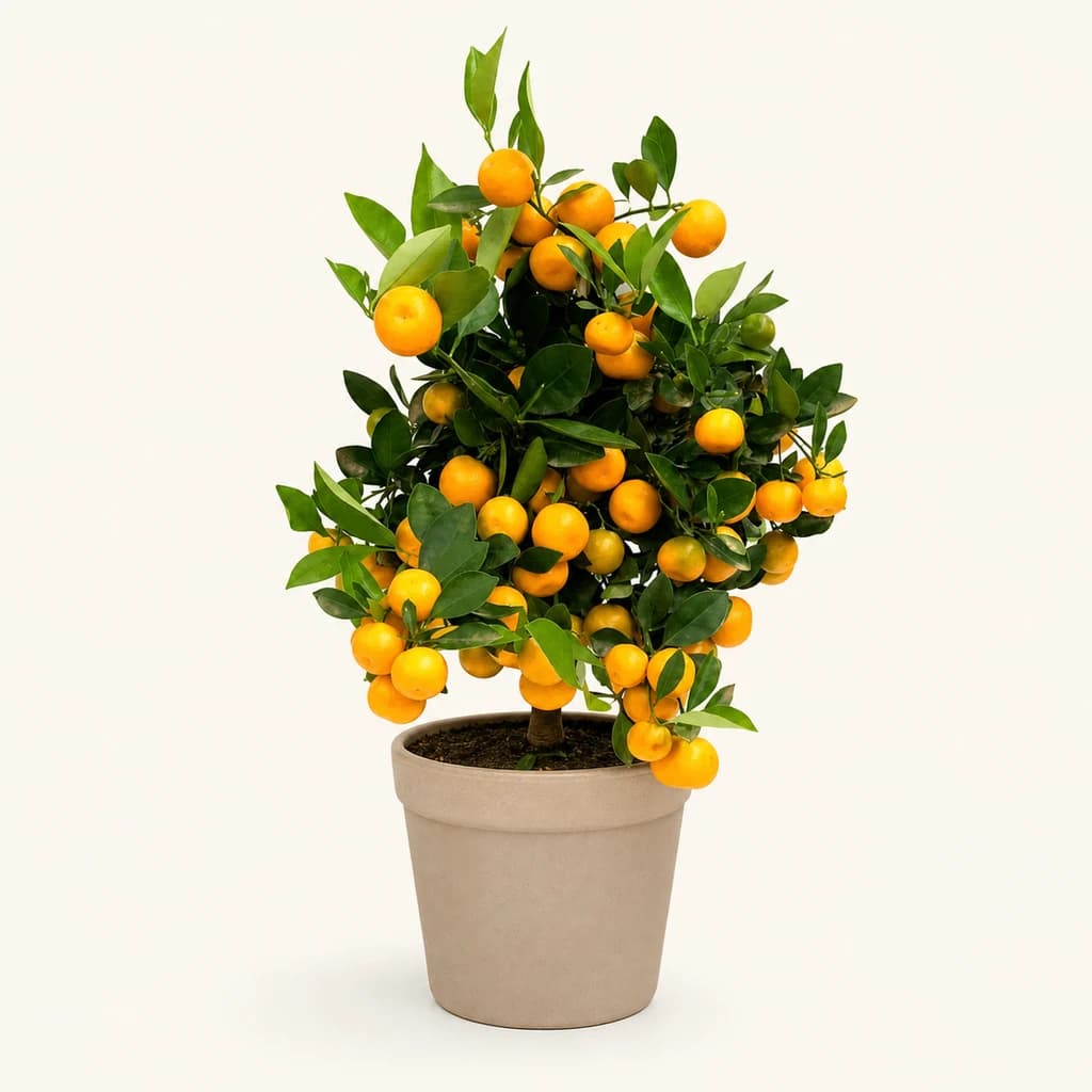 Calamondin Margarita