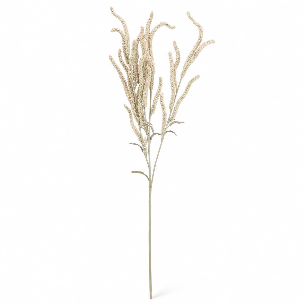Ramo de 50 Amaranthus (amaranto) Yearning Desert crema