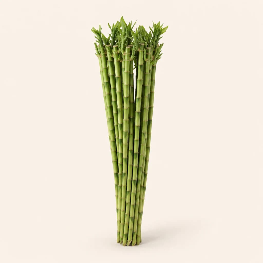 Lucky Bamboo droit