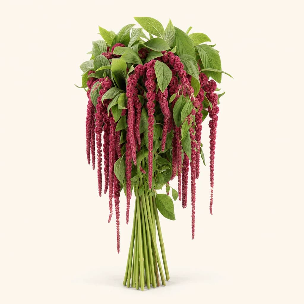 Ramo de 10 amaranto (Amaranthus caudatus) Red Cord granate