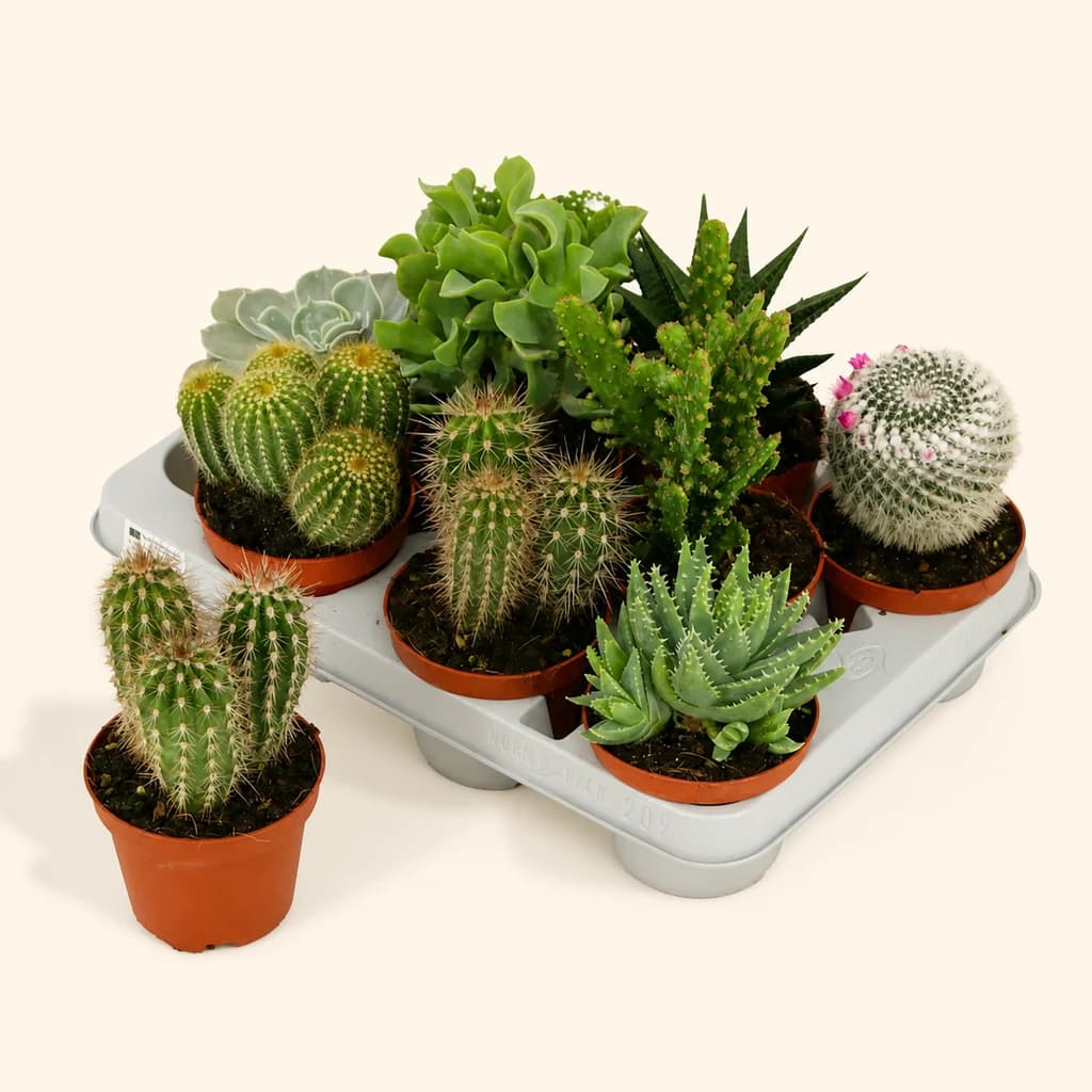 Collection de cactus et succulentes variée