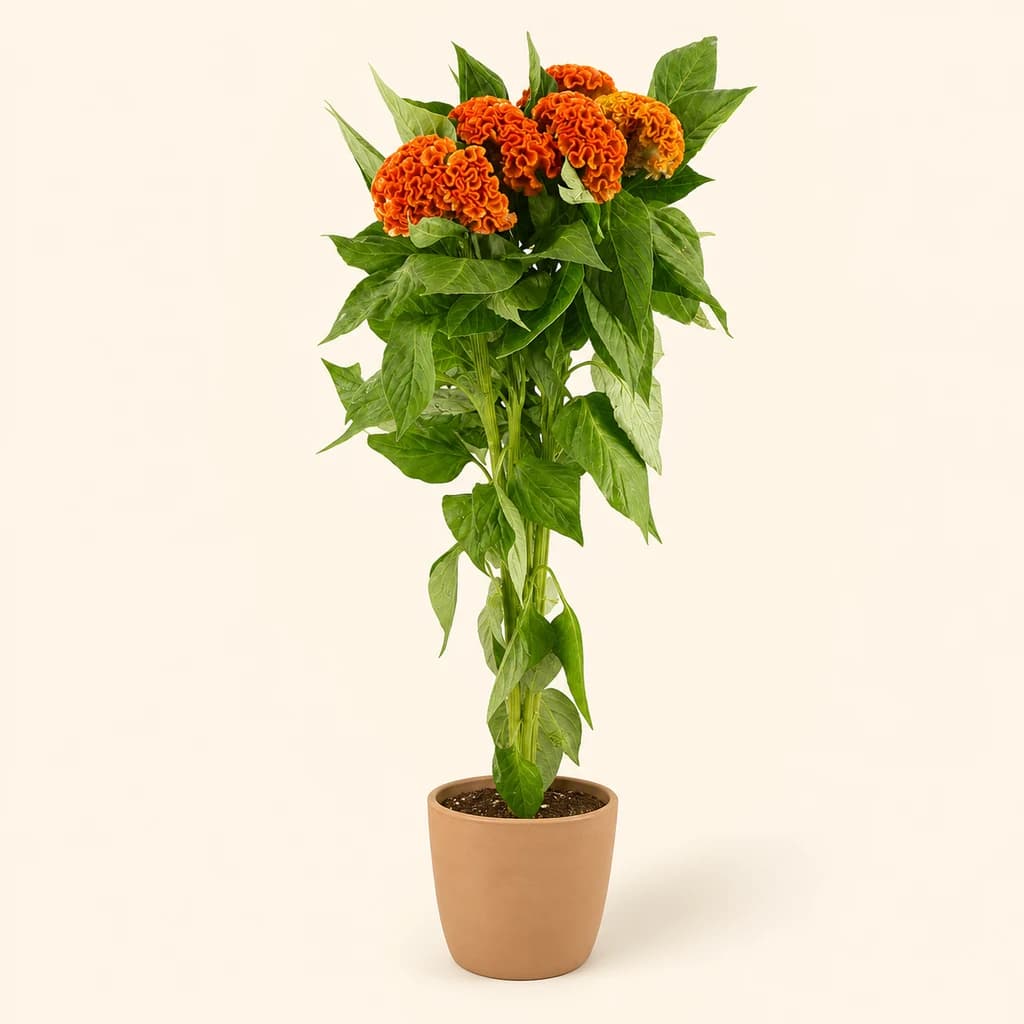 Bouquet de 5 Celosia cristata (crête de coq) Act Zara orange