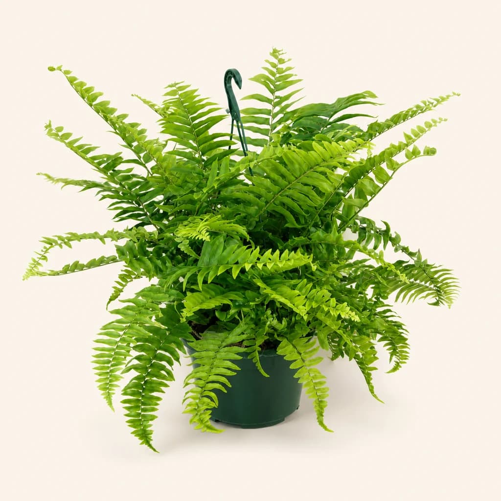 Fougère Mâle (Dryopteris filix-mas)