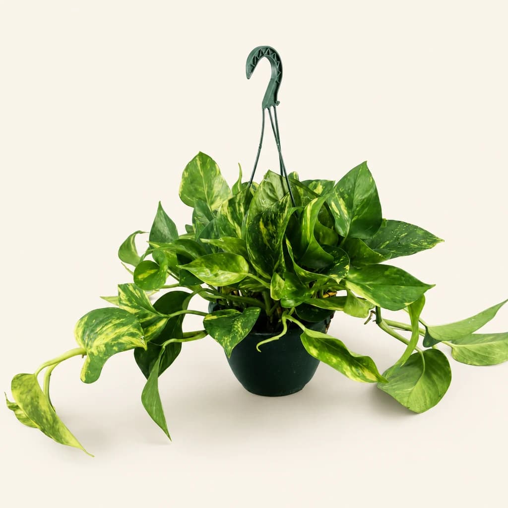 Pothos retombant
