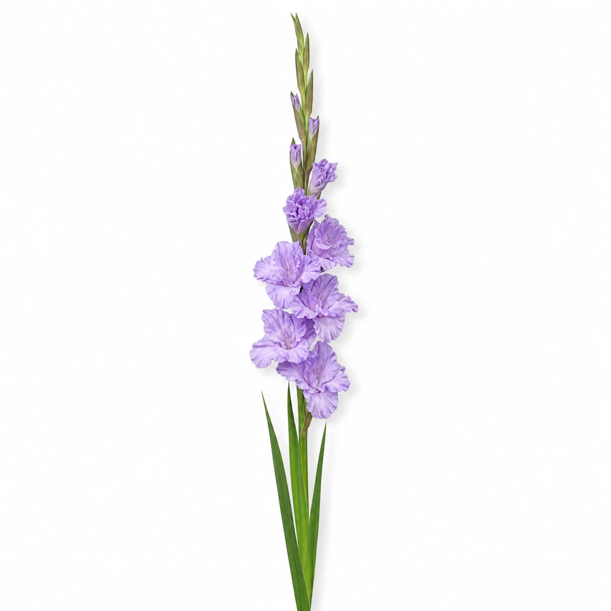 Ramo de gladiolos Milka lavanda (Gladiolus 'Milka')