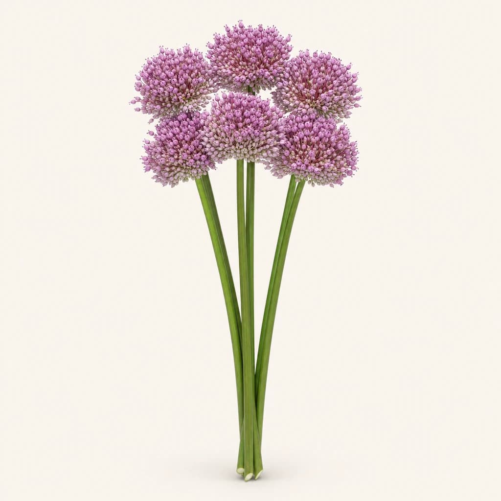 Bouquet de 5 Alliums Roses Jasmine