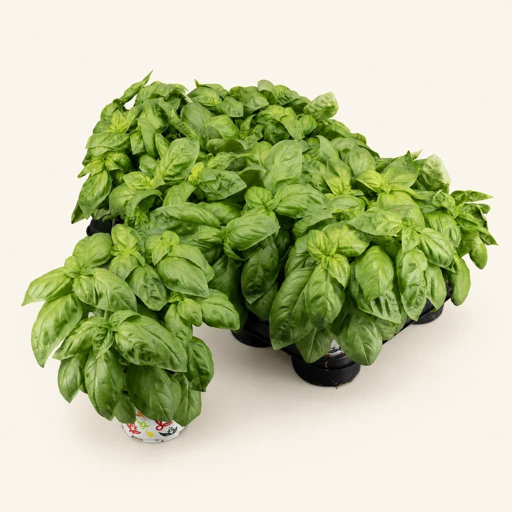 Albahaca (Ocimum basilicum) Pesto de corte
