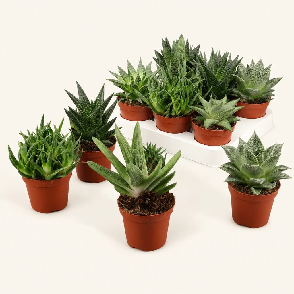 Aloe et Haworthia assortis