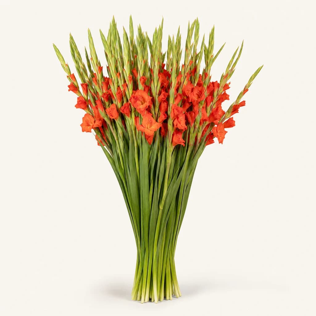 Ramo de Gladiolus (gladiolo) Stormy naranja