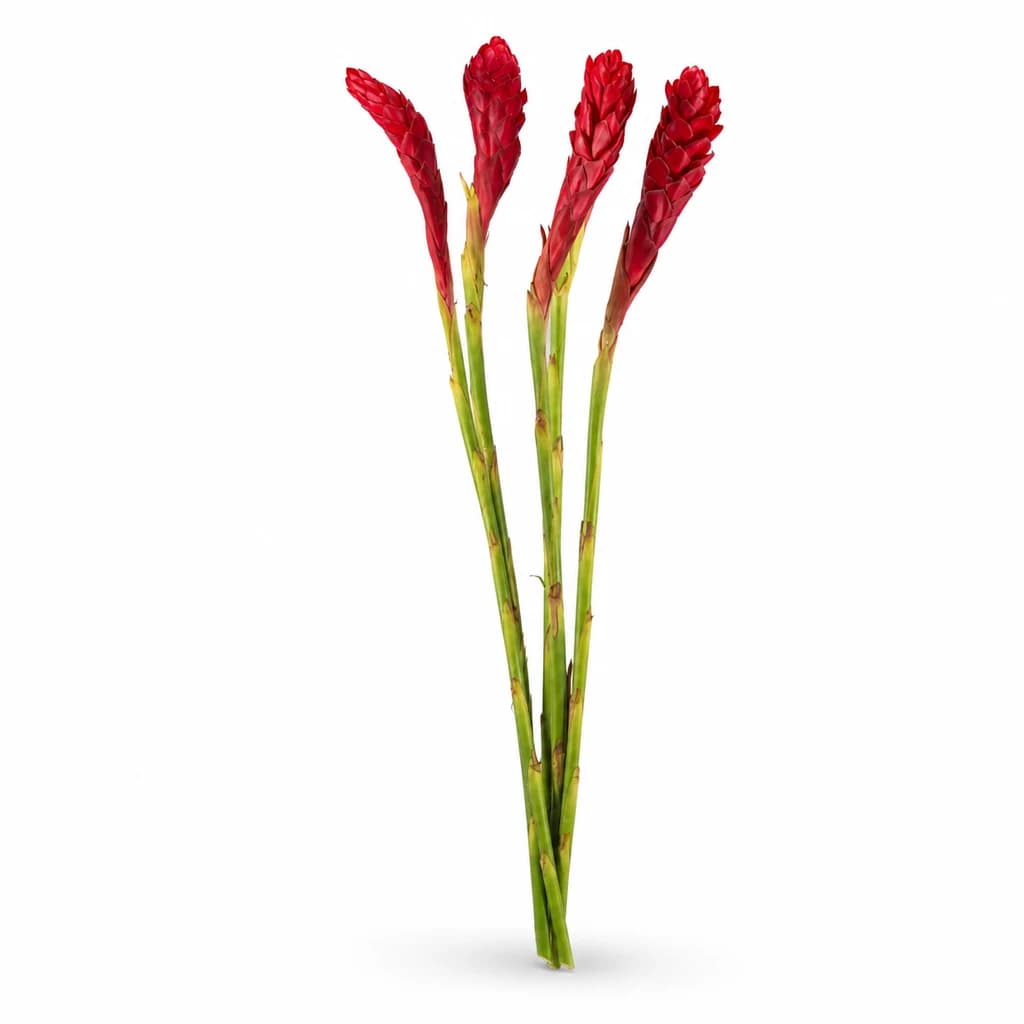 Botte de 5 gingembres rouges (Alpinia purpurata) 60 cm